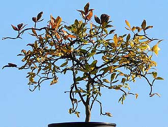 Poncirus trifoliata 'Flying Dragon' in autumn